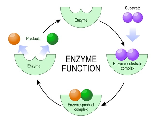 Enzyme functions