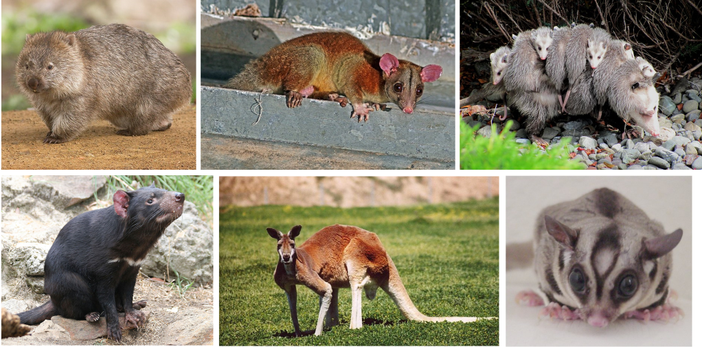 Marsupial mammals