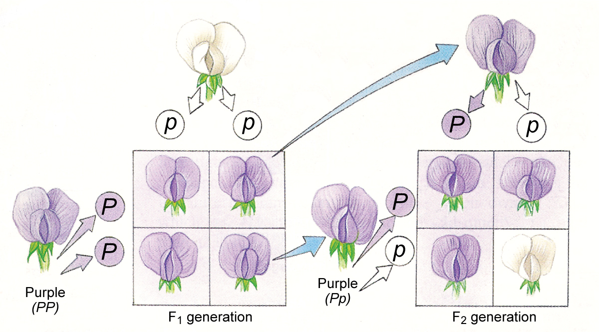 Inhertiance of 1 gene