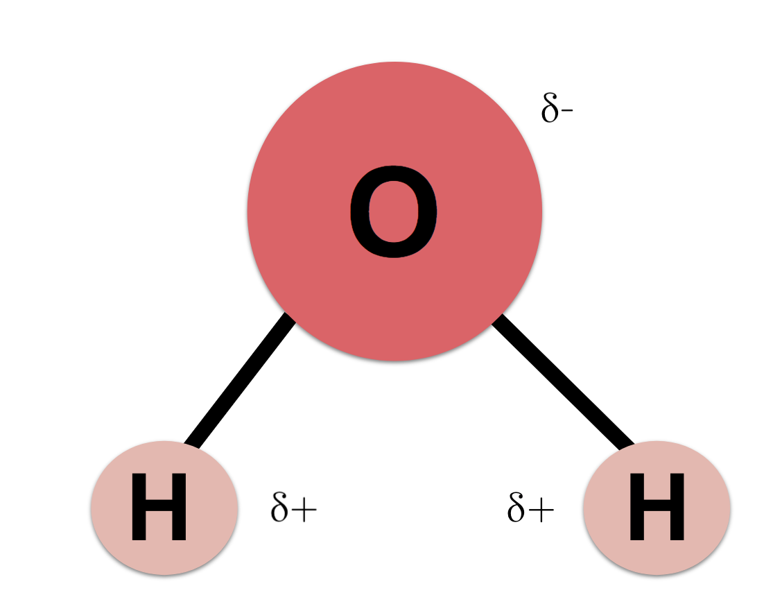 water molecule properties