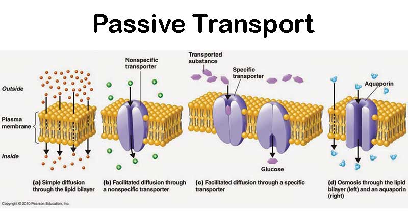 active transport processes definition