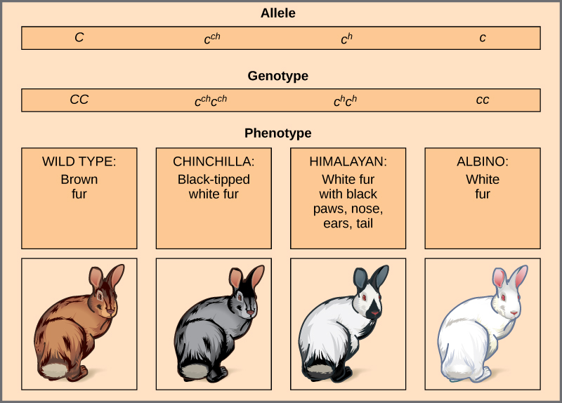 multiple alleles