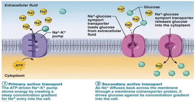 Na-glucose secondary transport