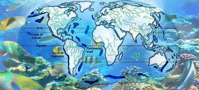 Ocean (Biomes of the World): Ricciuti, Edward R: 9780761400790