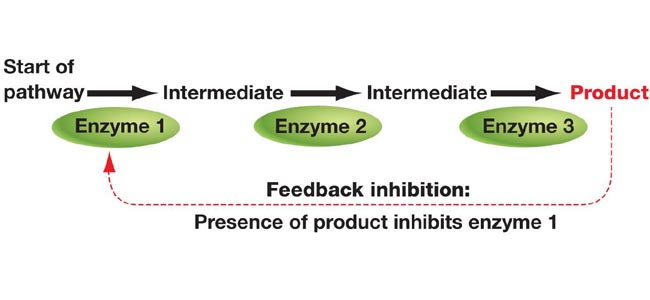 feedback-inhibition