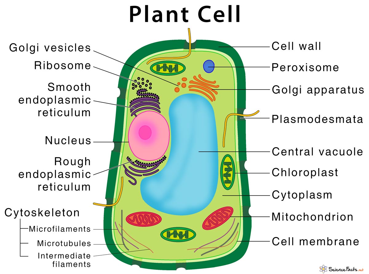 Plant cell structure