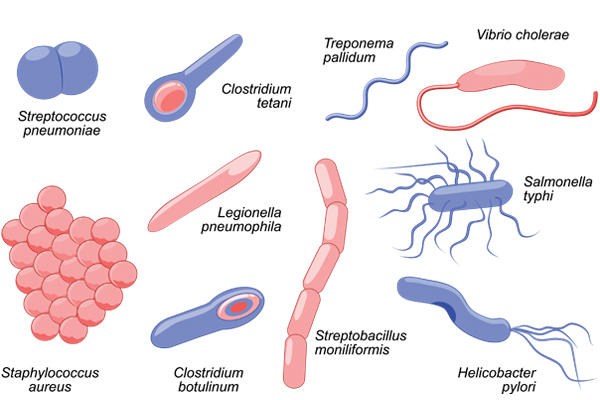 Bacteria shape