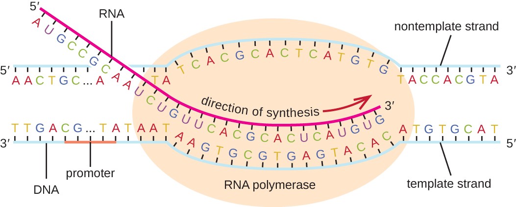 Elongation rna transcription