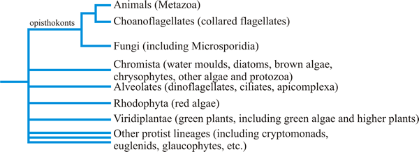 fungi lineages