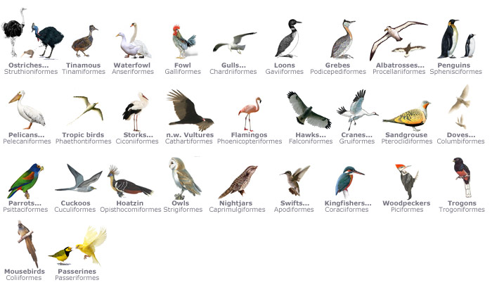 Types of Birds: A Guide to the Different Birds and Their