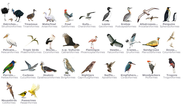 birds-site-title