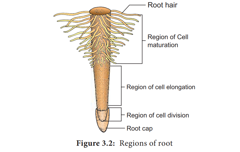 Root hair