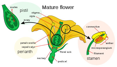 Female Anatomy of an Angiosperm