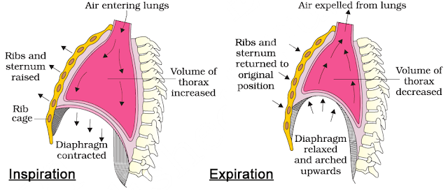 Inspiration and Expiration