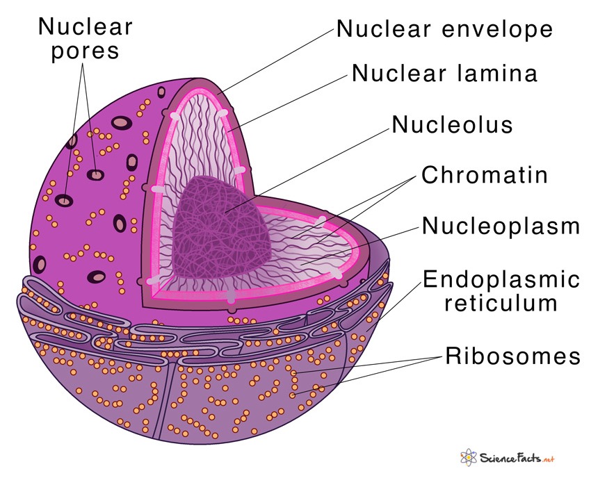 nucleus