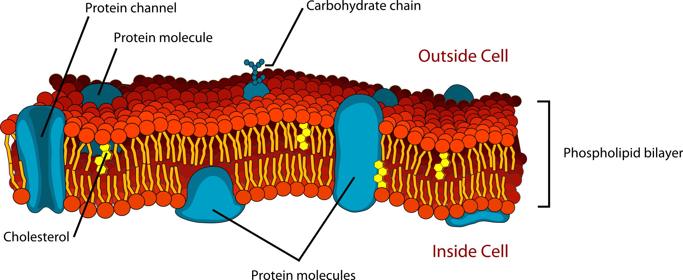 Phospholipid