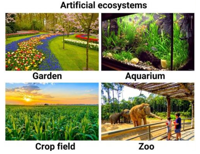 Artificial ecosystems