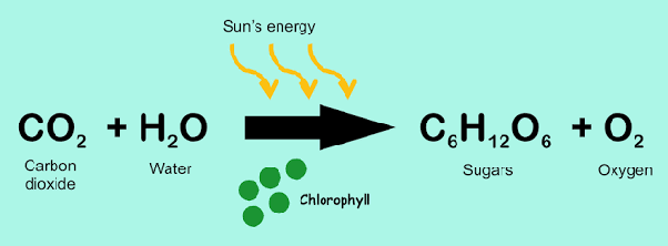 Photosynthesis formula