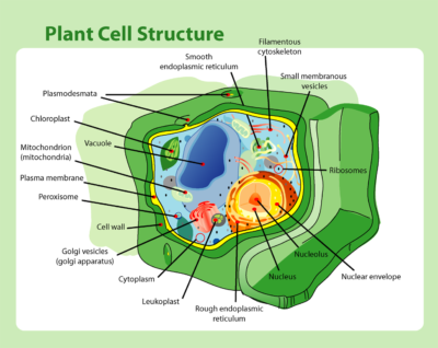 Anatomy of a plant cell