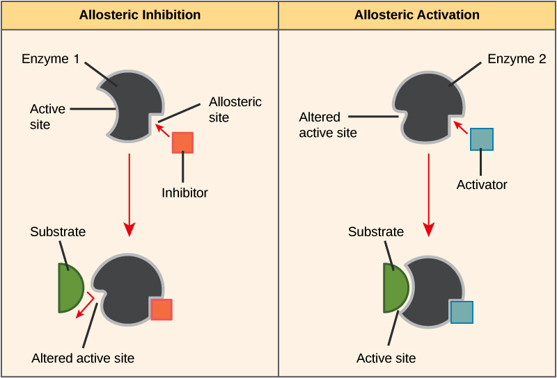 Allosteric regulation