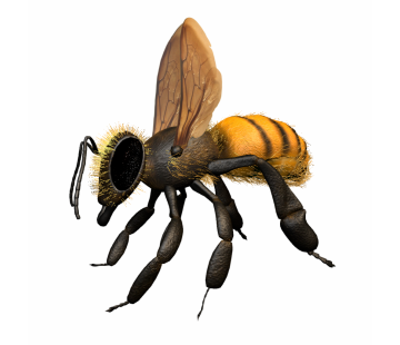 Female Bee - Apis mellifera