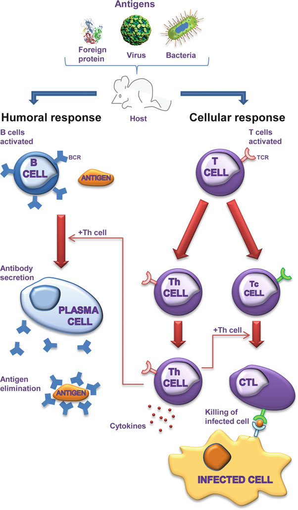 cell-mediated-immune-response-study-guide-inspirit-learning-inc