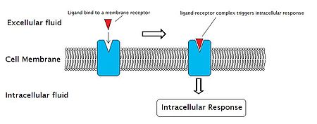 Intracellular Response