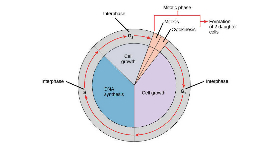 Cell Cycle