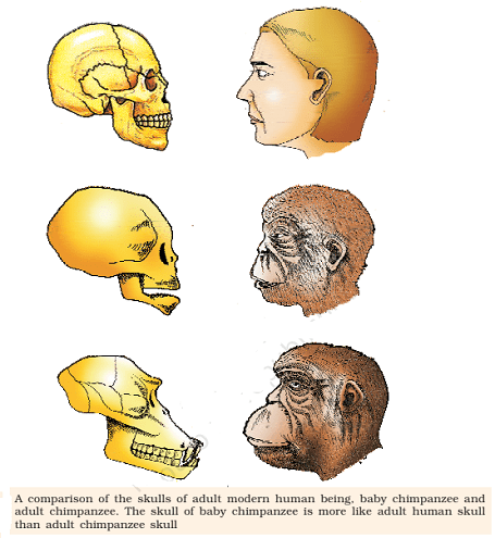 Comparison Between Apes And Humans Skull