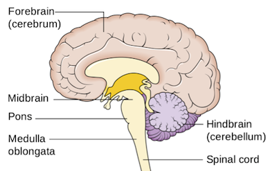 forebrain