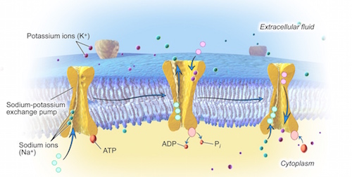 Sodium-Potassium Pump