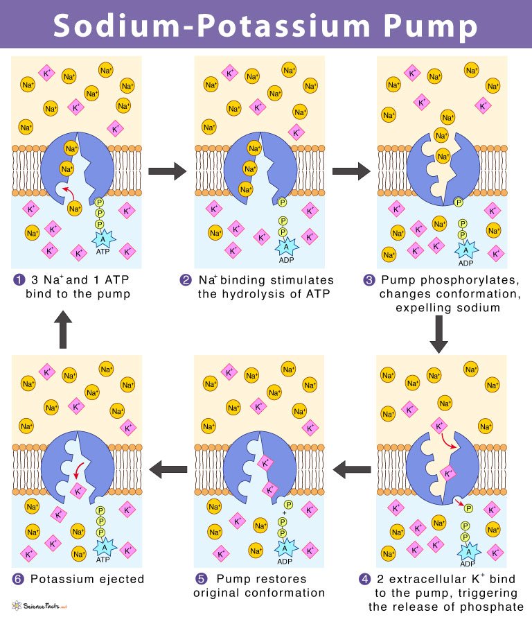 Sodium Potassium Pump Work