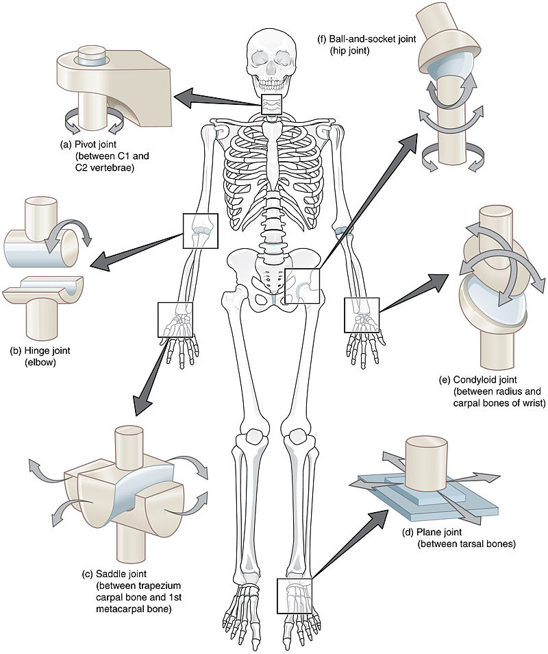 types of synovial joint