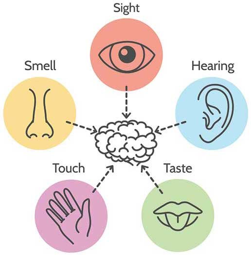 Gathering Information Using Your Five Senses