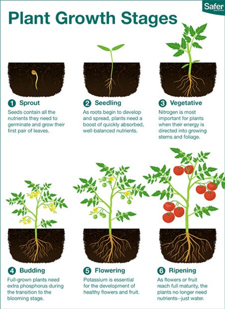 Stages Of Plant Growth Diagram