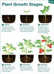 Stages Of Plant Growth