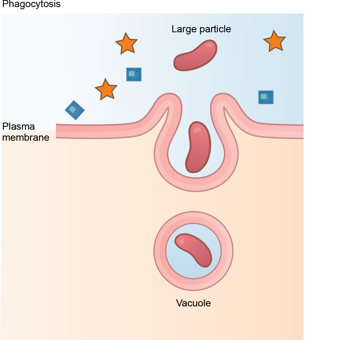 Phagocytosis