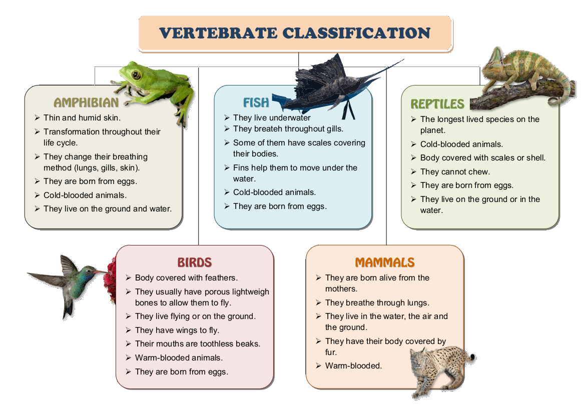 Classification of vertebrates