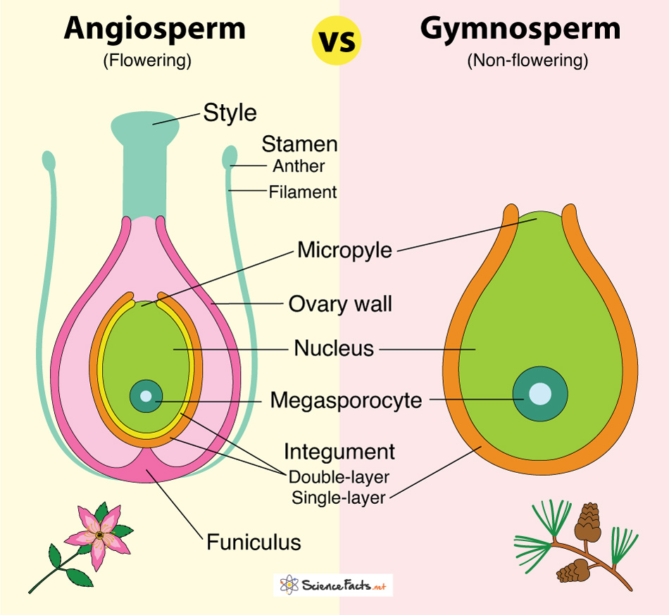 Angiosperms vs gymnosperms