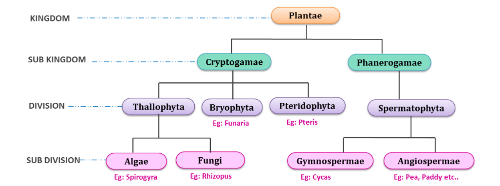 Plant kingdom classification