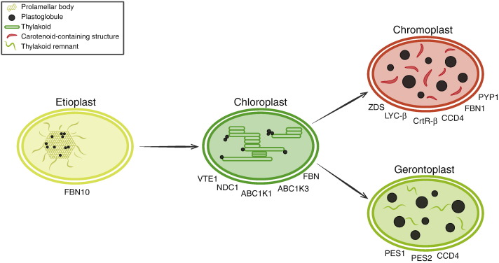 chloroplast chromoplast gerontoplast
