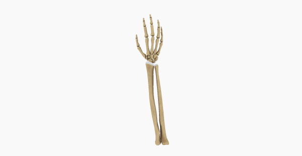 Ellipsoidal or Condyloid Joint 