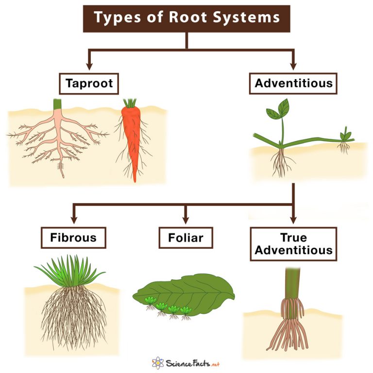Structure of different root systems
