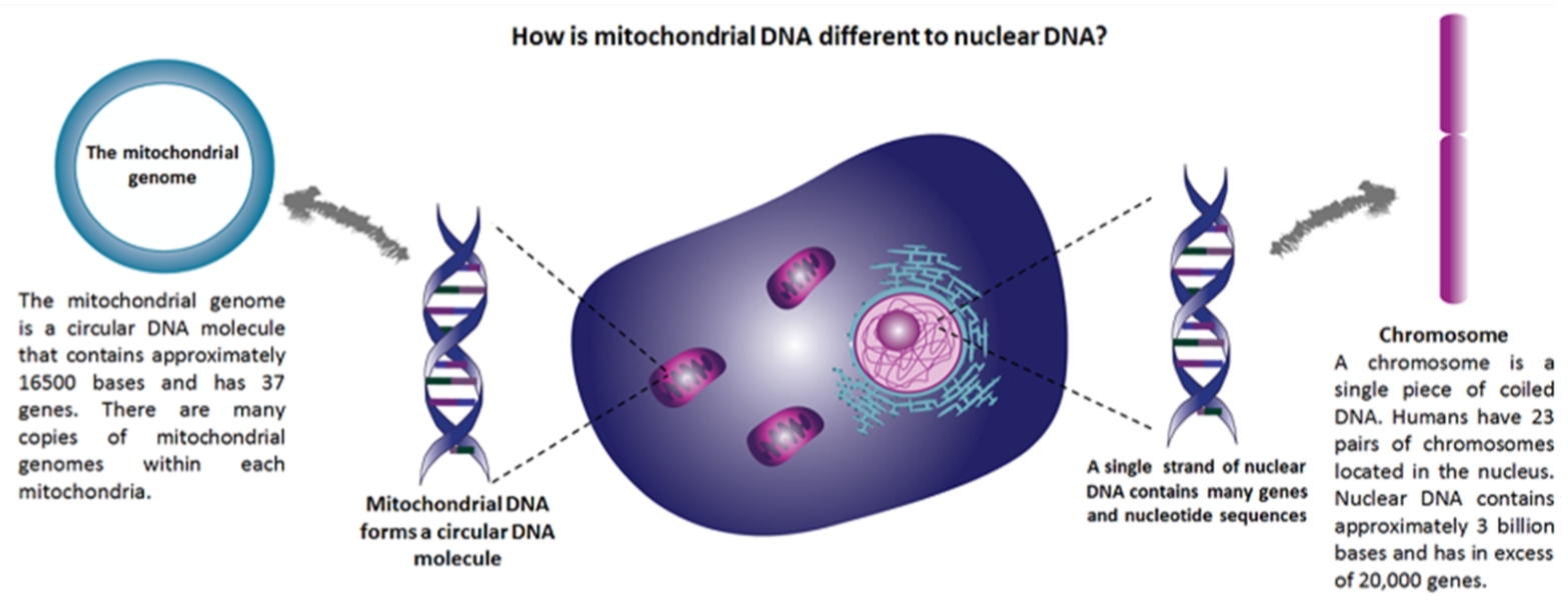mit v nuclear DNA