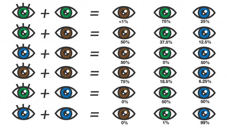Genetic variation in eye color 