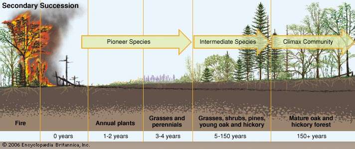 Secondary Succession