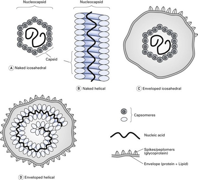 Structural components of a virus