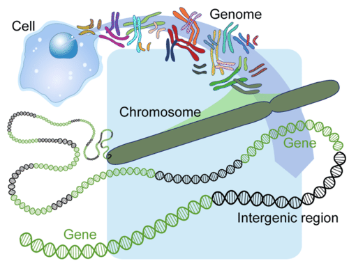 Human genome