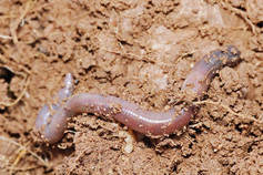 Earthworm in its habitat