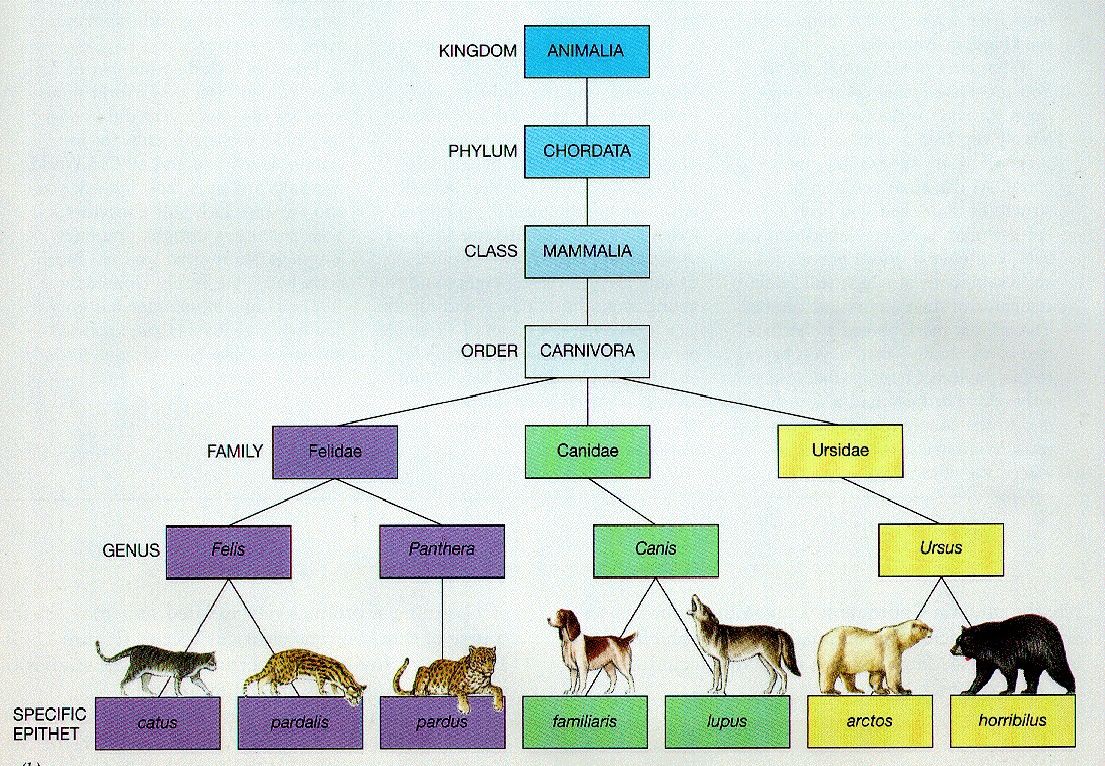 Animal kingdom classification